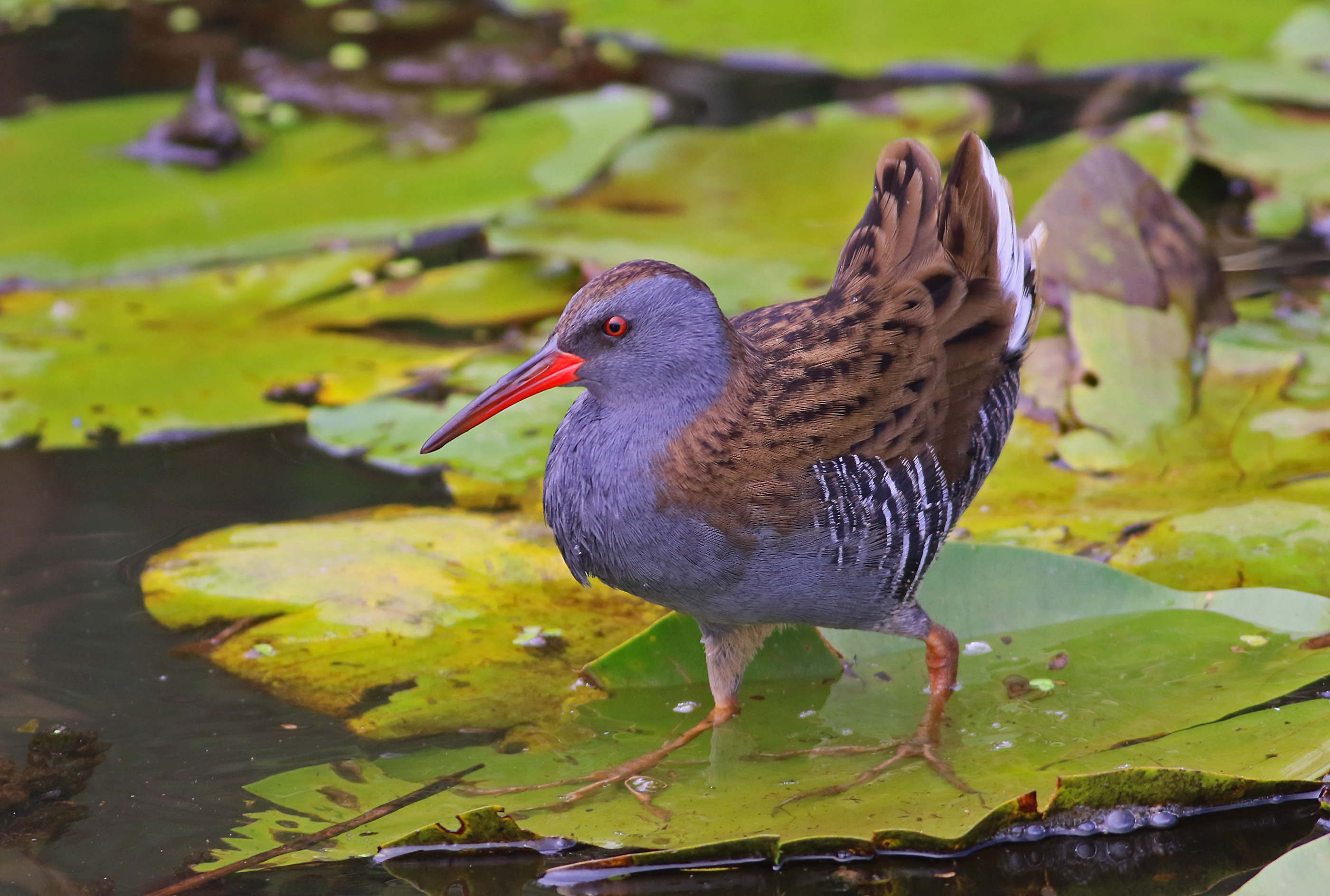Water Rail